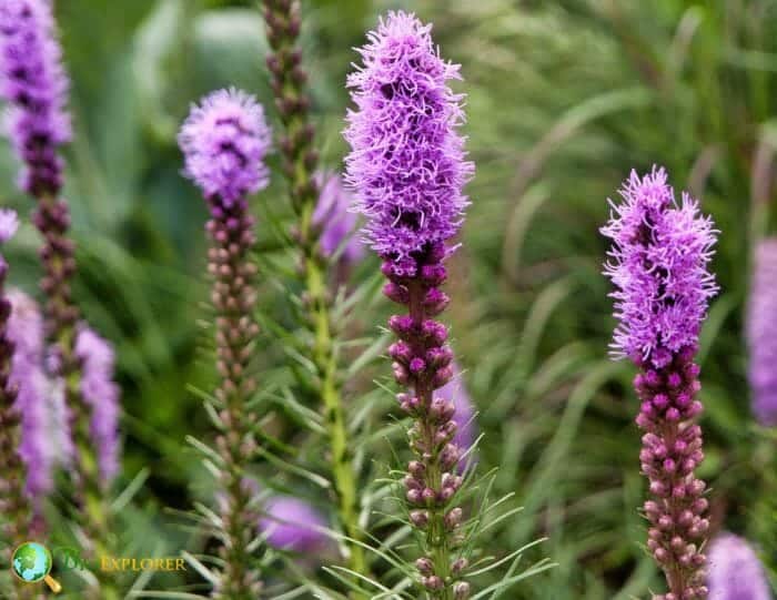 Gayfeather