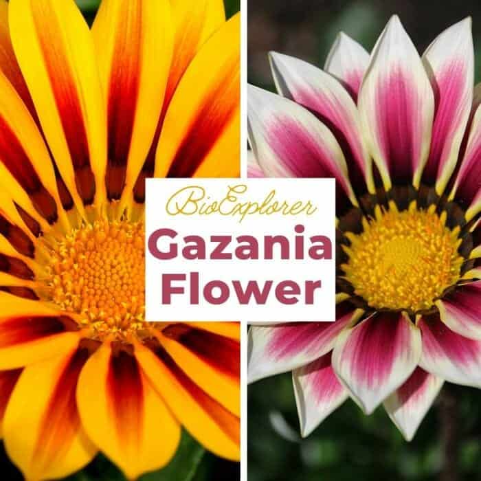 Gazania Gazania