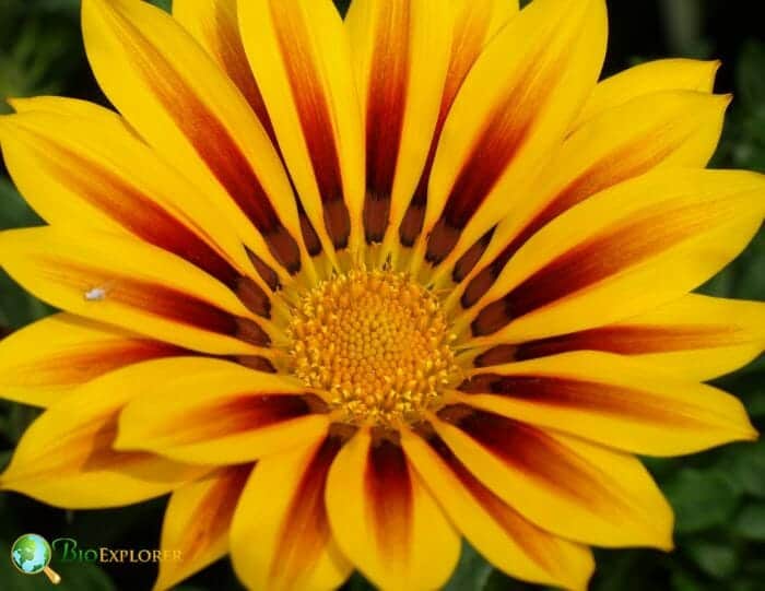 Gazania Flower Gazania Flower