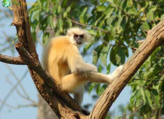 Gee’s Golden Langur