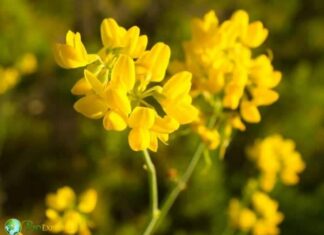 Genista