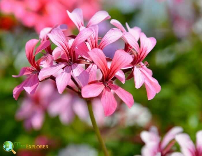 Geranium