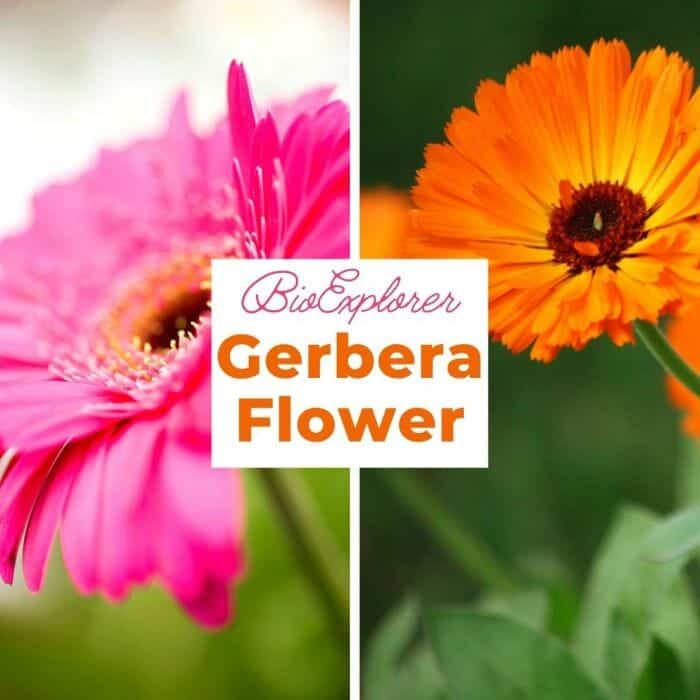 Gerbera Gerbera