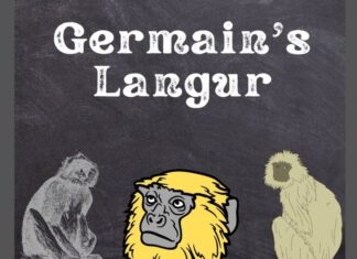 Germain’s Langur