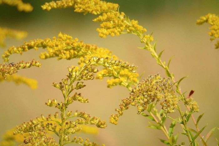 Giant Goldenrod Giant Goldenrod