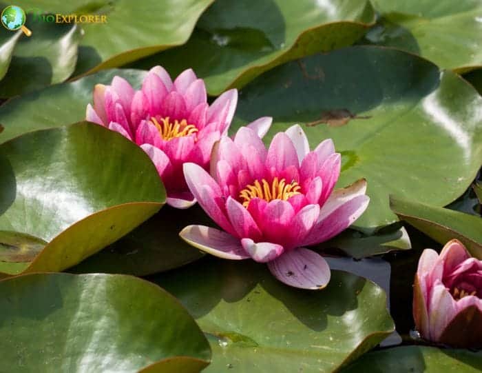 Giving Water Lilies Giving Water Lilies