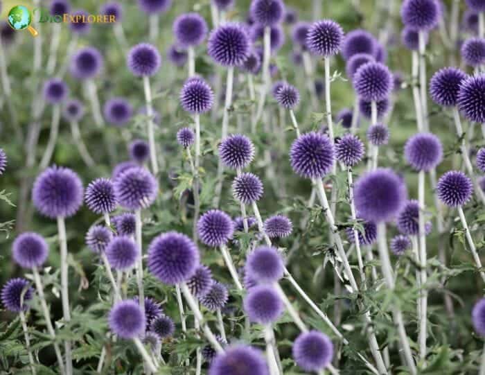 Globe Thistle