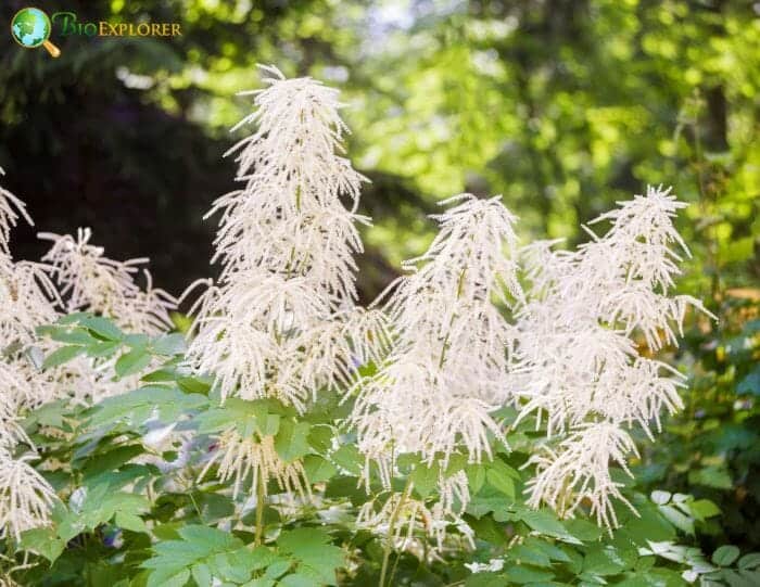 Goat's Beard