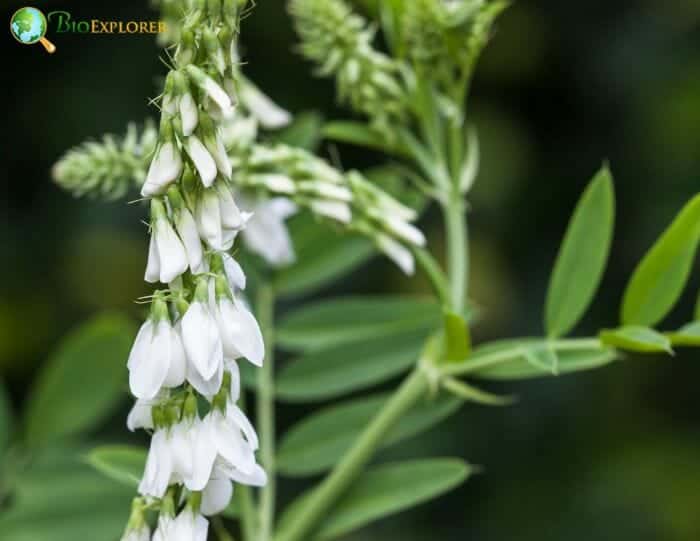 Goat's rue