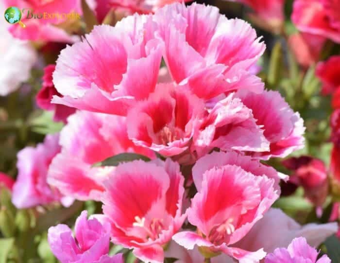 Godetia