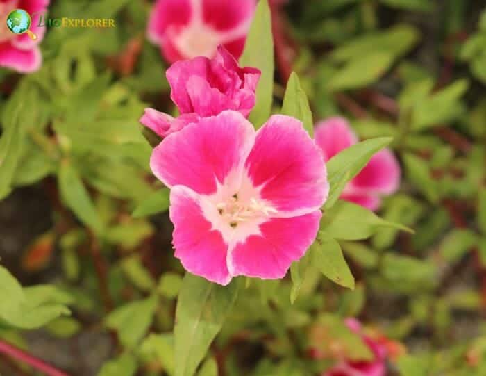 Godetia Grandiflora Godetia Grandiflora