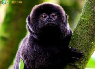 Goeldi’s Marmoset