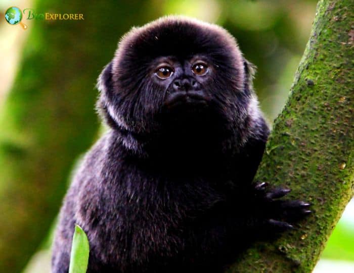 Goeldi's Marmoset