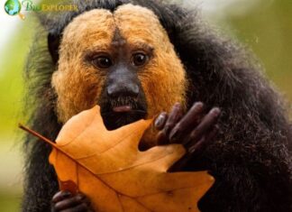 Golden-faced Saki