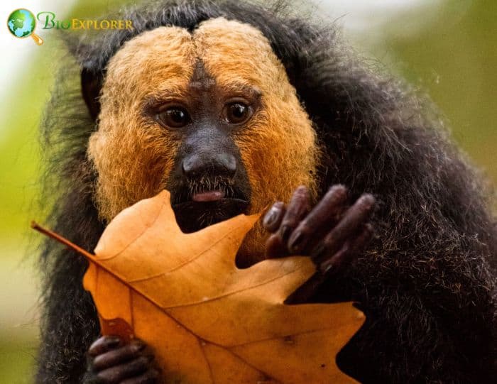 Golden-faced Saki