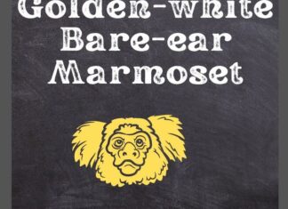 White Marmoset