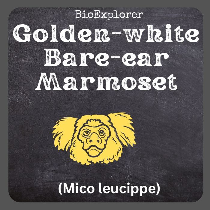 White Marmoset