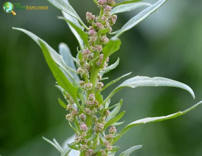 Goosefoot