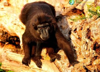 Gorontalo Macaque