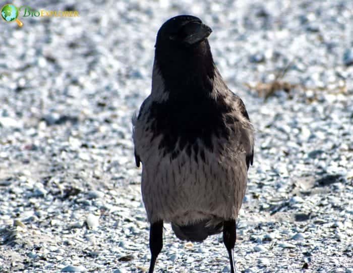 Grey Crow Grey Crow