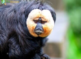 Guianan Saki