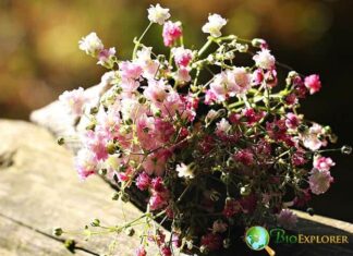 Baby’s Breath