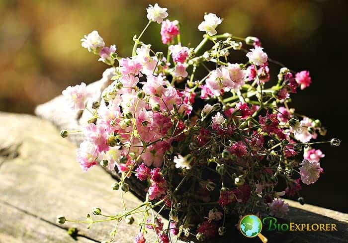 Baby's Breath
