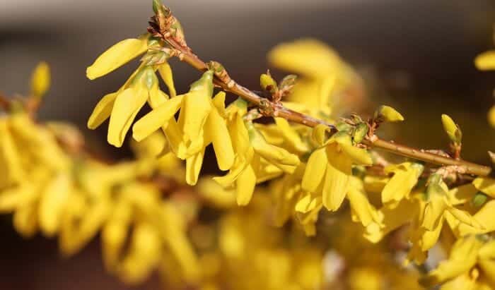 Harbinger Of Spring Harbinger Of Spring