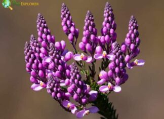 Milkwort