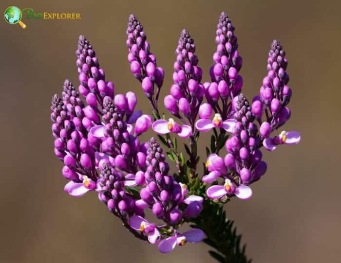 Milkwort