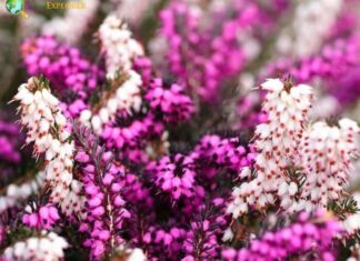 Heather