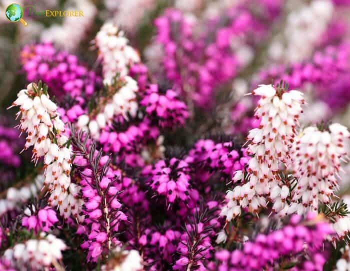 Heather