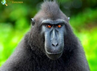 Heck’s Macaque