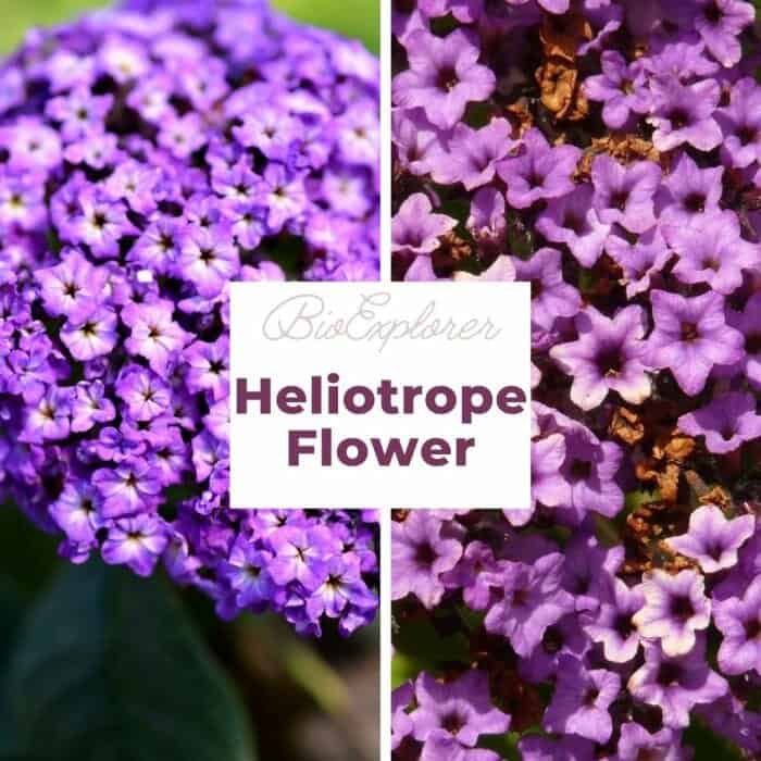 Heliotrope Heliotrope