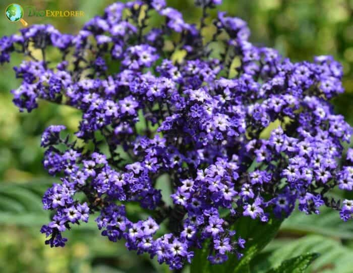 Heliotrope Flowering Plants Heliotrope flowering plants