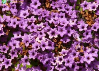Heliotrope