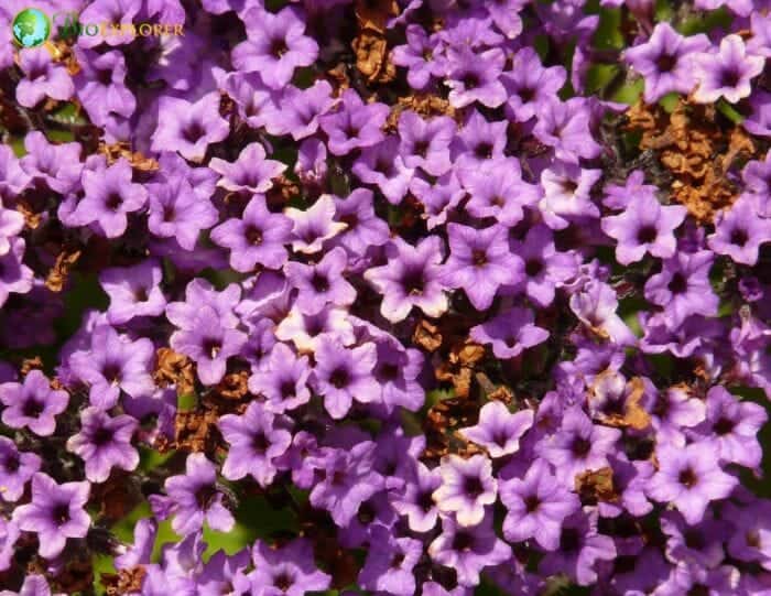 Heliotrope