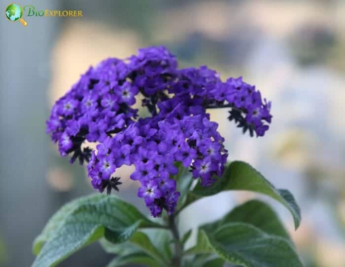 Heliotrope Flowers Heliotrope Flowers
