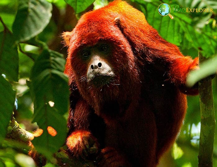 Herbivorous Monkeys