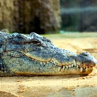 Herpetology