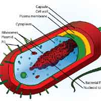 Histology