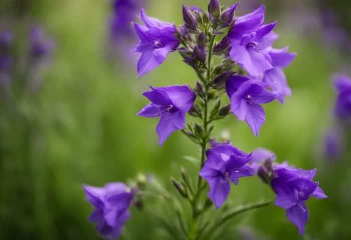 History and Symbolism Of Larkspur History and Symbolism Of Larkspur