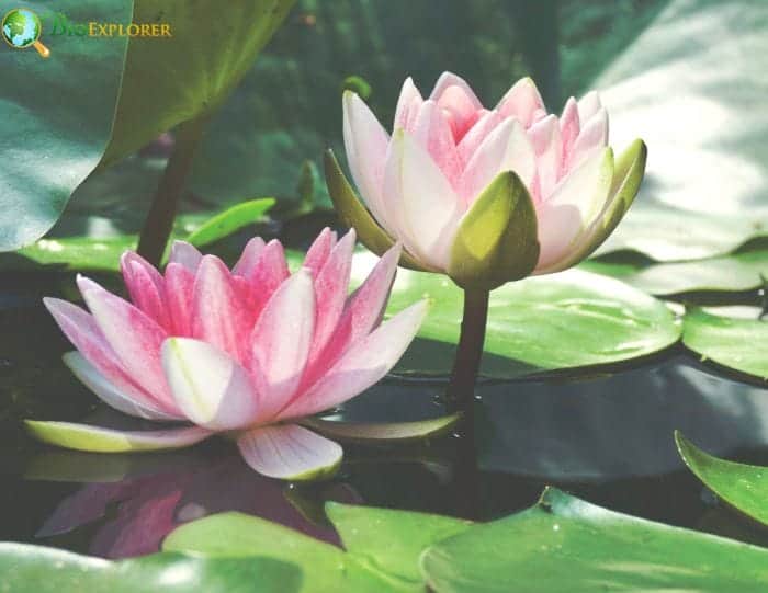 History and Symbolism Of Water Lilies History and Symbolism Of Water Lilies