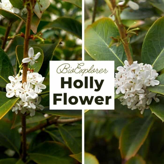 Holly Holly