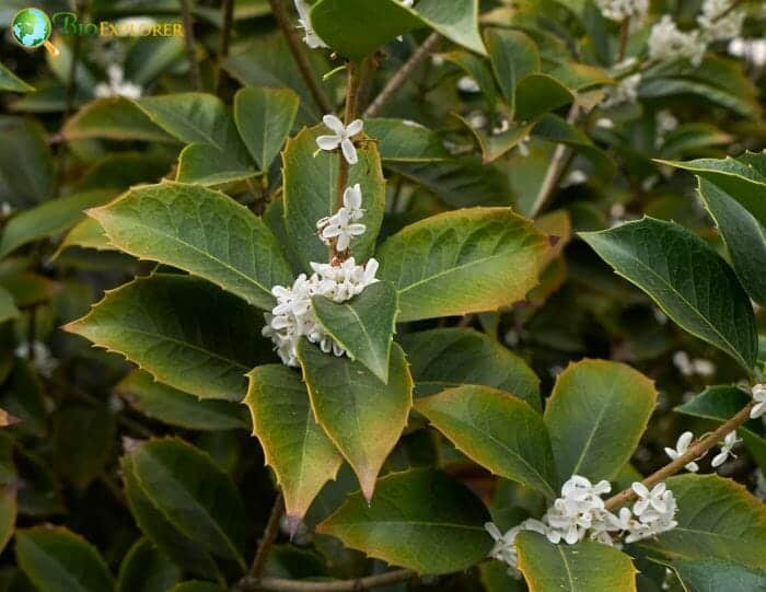 Holly Flowers Holly Flowers