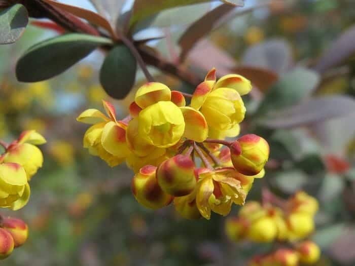 Holly Thorn Flower Holly Thorn Flower
