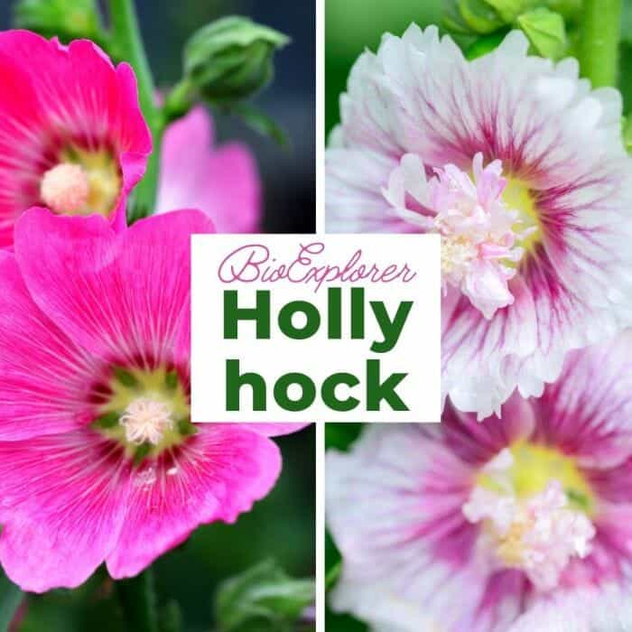 Hollyhock Flowers Hollyhock Flowers