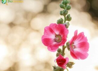 Hollyhock