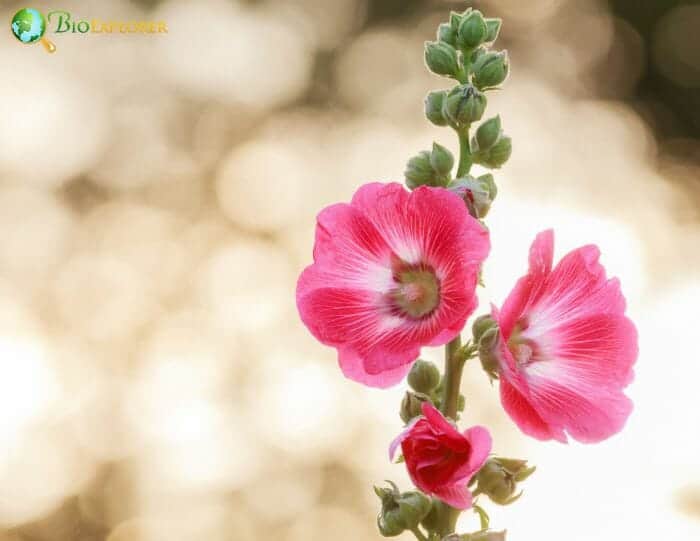 Hollyhock