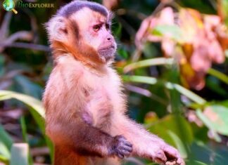 Hooded Capuchin